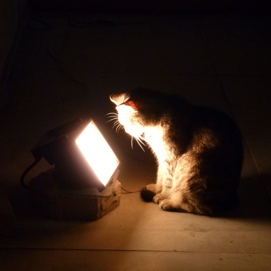 Chat stambouliotte